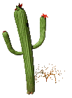 Guy's Cactus Hoax