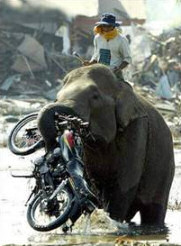 Naughty Elephant