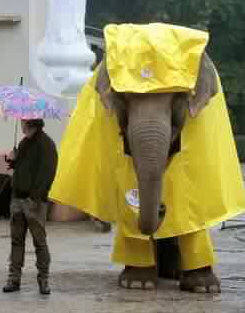 Elephant Mackintosh