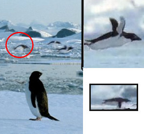 Flying Penquins