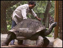 Clive of India's Tortoise Addwaitya