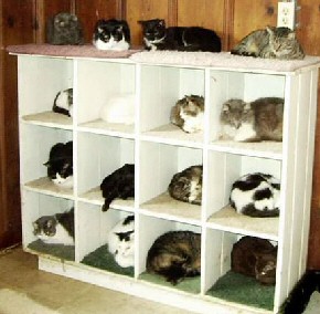 Funny Cat Advent Calendar