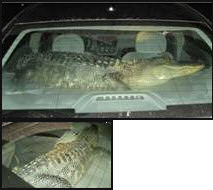 Alligator Car