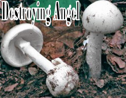 Destroying Angel - Amanita