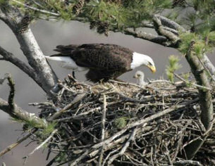 American Bald Eagle