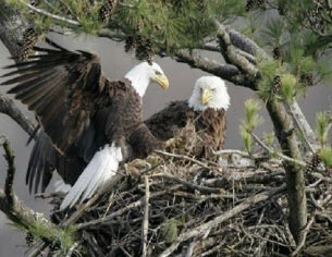 American Bald Eagles