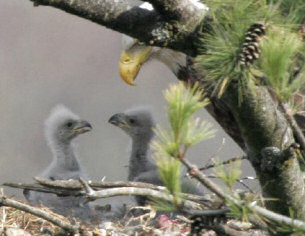 American Bald Eagle Chicks