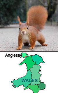 Red Squirrel Conservation in Anglesey