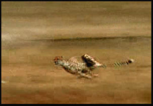 2) Cheetah chases prey