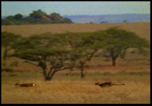 Cheetah homes on on gazelle