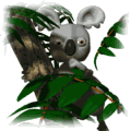 Koala Jokes
