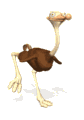 Funny Ostrich Running