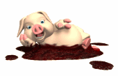 Not rearing pigs business 