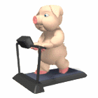 Pig on treadmill