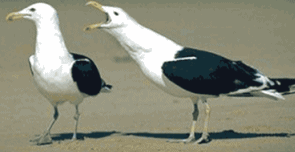Funny pictures of seagulls - female is nagging the male