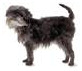 Affenpinscher