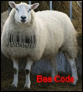 Funny Sheep Pictures and Videos - Funny Jokes Funny Sheep Pictures and Videos - Funny Jokes