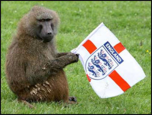Baboon Supporters for England?
