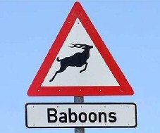 Funny Baboon Sign