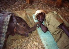 Baby Elephant Carer
