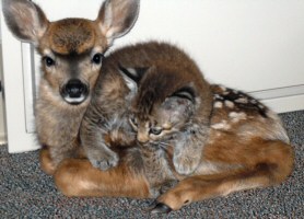 Real-life Bambi Reindeer