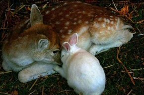 Reindeer with rabbit