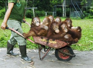 Barrow load of monkeys