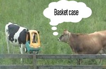 Basket case