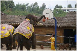 Elephant playing basketball