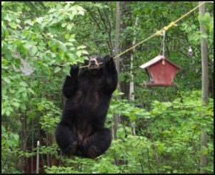 Bear Trapeze Artiste