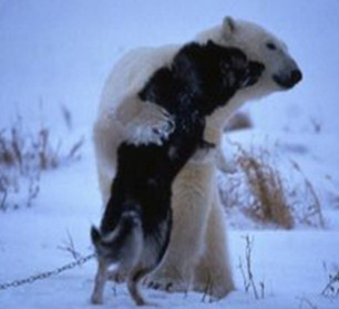 Polar bear meets husky