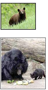 Holiday bear has fun