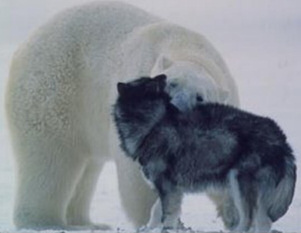 Polar bear and husky kiss