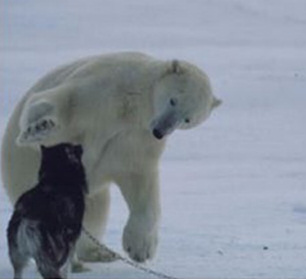 Polar bear meets husky