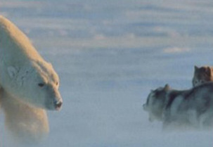 Polar bear meets huskies - trepidation