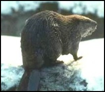 Beaver Story