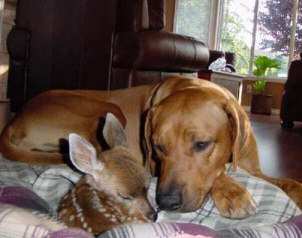 Bella (Bambi) and Horgan (Dog)