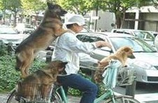 3 Dogs on a bike