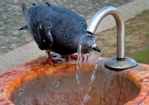 Birds Bath