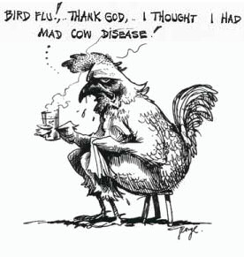 Bird flu - or mad cow disease?