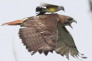 Short Bird Story
