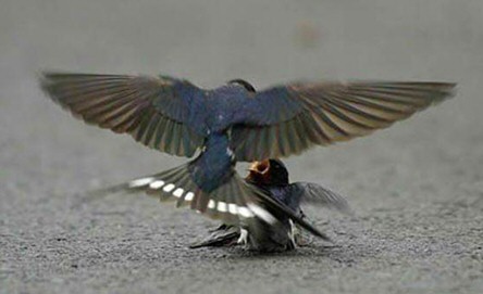 Bird love