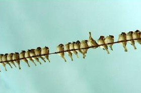 Bird on a wire - odd one