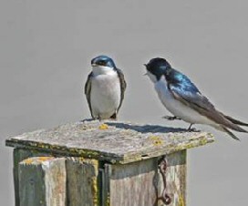 Birds on a table