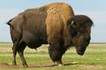 Buffalo - Interesting facts