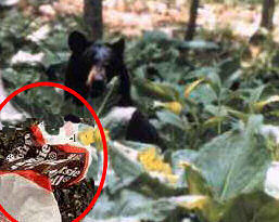 Black bear in Vernon tries trick or treat