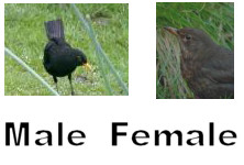 bird gender - blackbird male has a yellow beak