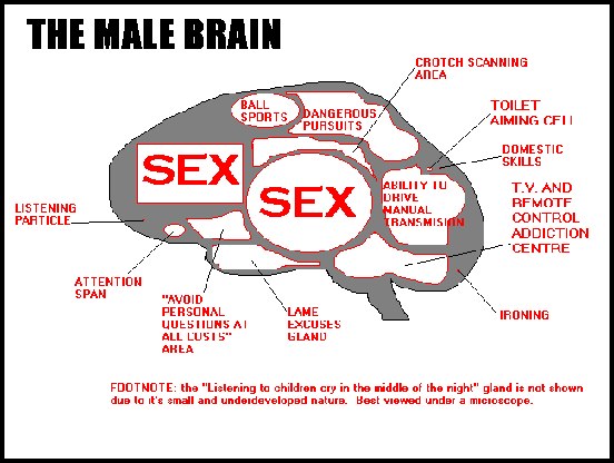 Male Brain - Funny bits