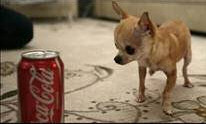 The World's Smallest Dog