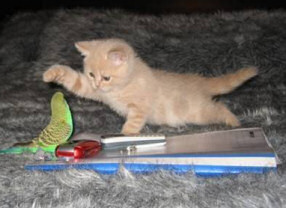 Kitten and Budgerigar